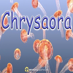 Jellyfish Chrysaora